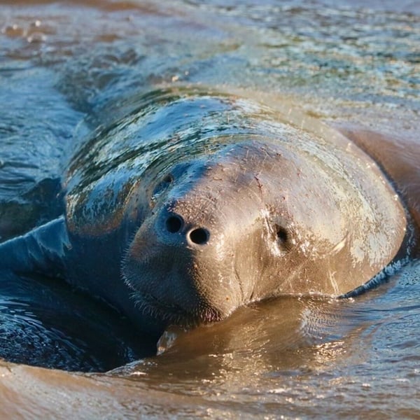 Manatee Appreciation Day