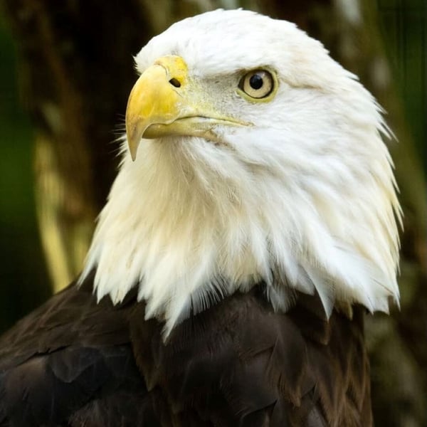 4th of July in Flamingo Gardens
