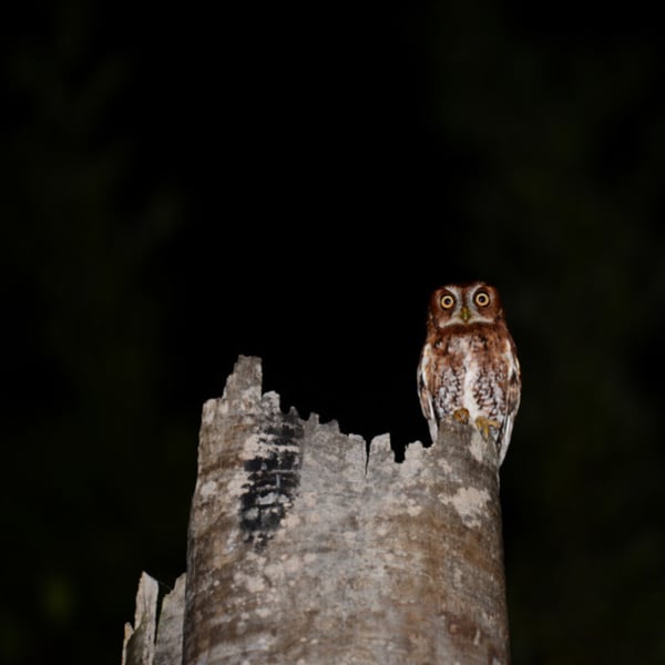 Night Hike and Campfire