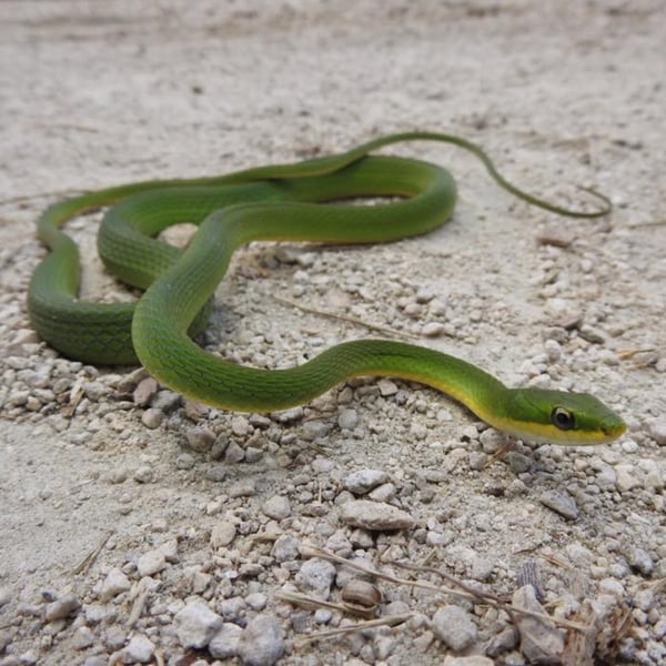 Herp Tour