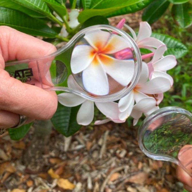 Virtual Summer Camp for Kids at Key West Tropical Forest & Botanical Garden