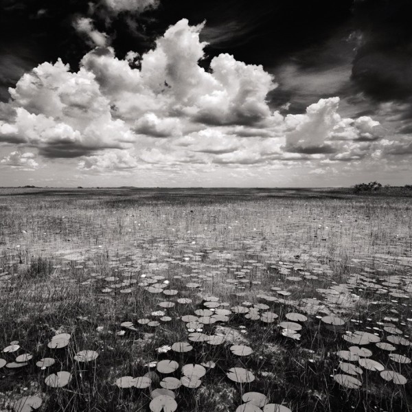 America's Everglades: Through the Lens of Clyde Butcher