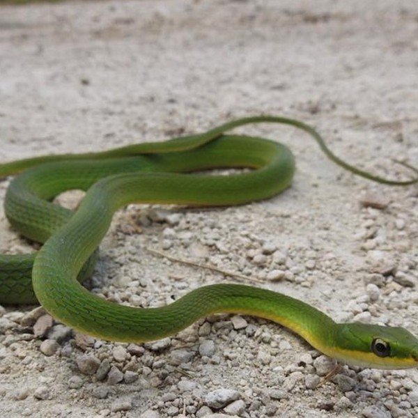 Herp Tour at Deering Estate