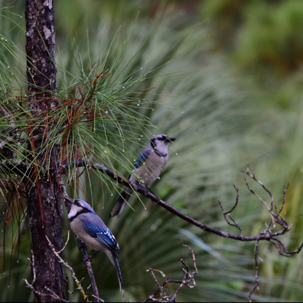 Bird Walk at Deering Estate