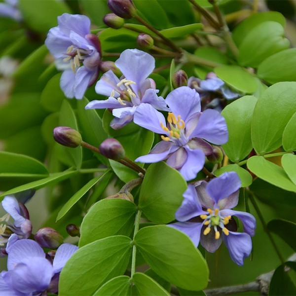 June Native Plant Sale