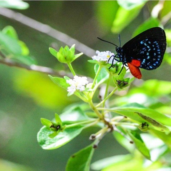 Butterfly Walk at Deering Estate