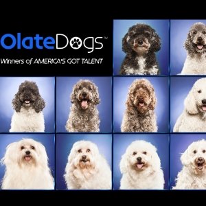 THE OLATE DOGS