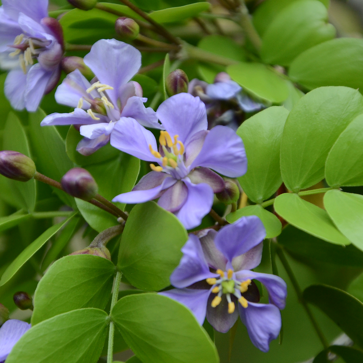 May Native Plant Sale