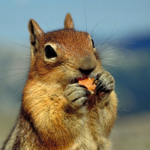 Mini-Me Science: Hungry Hoarders