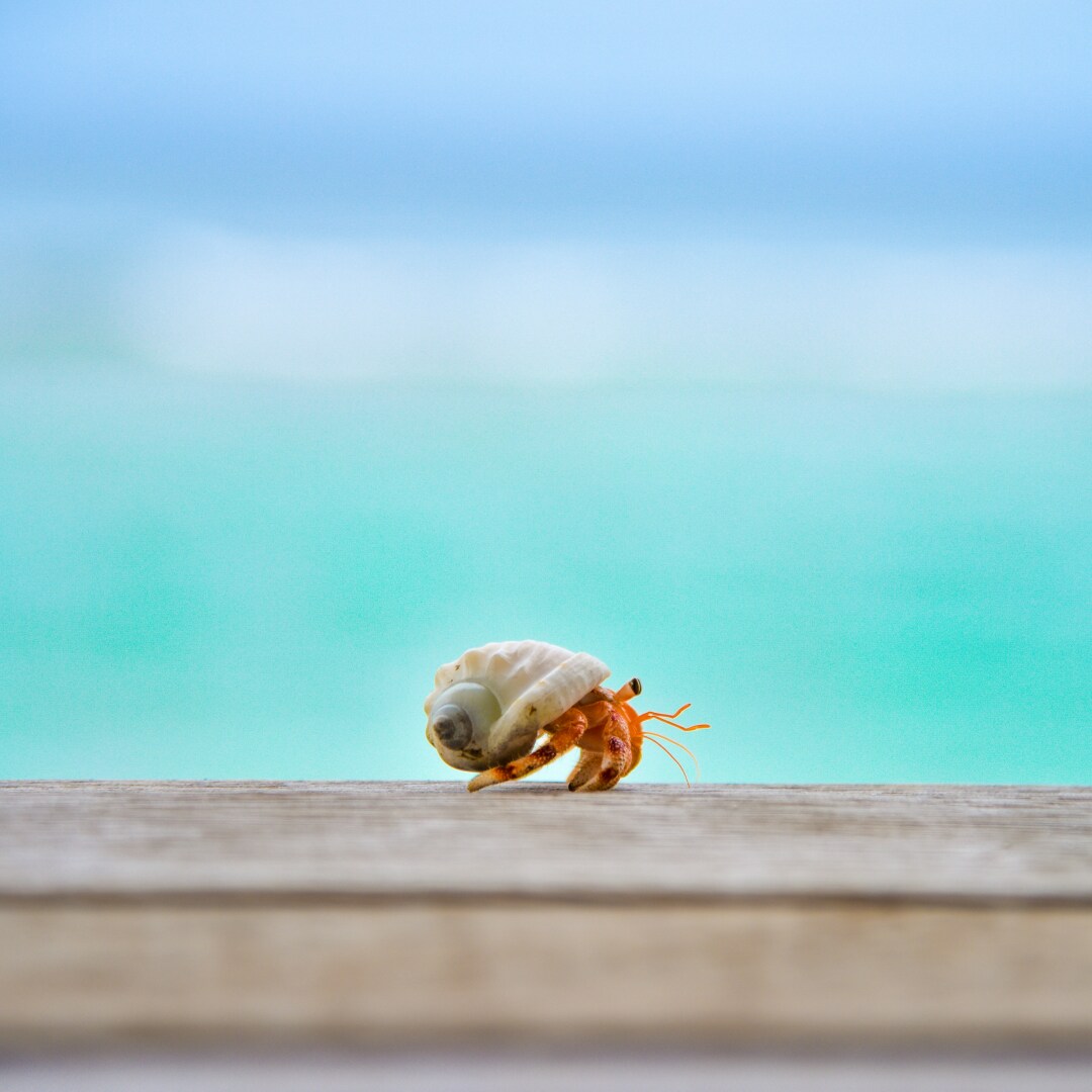 Flash Fiction: Hermit Crab Style with Karin Lin-Greenberg