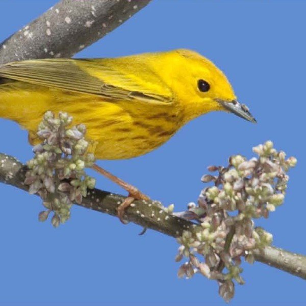 Lower Keys Migration Mania Birding & Wildlife Adventure
