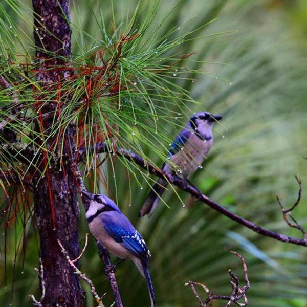 Bird Walk at Deering Estate, December 2023