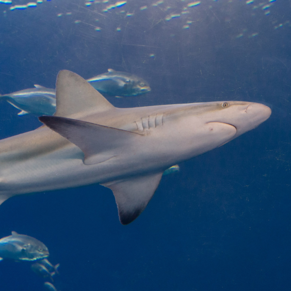 Just for Me: Shark Tagging