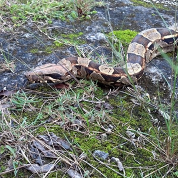 Herp Tour at Deering Estate