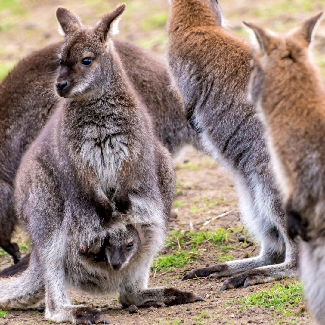 Mini-Me Science: Musical Marsupial