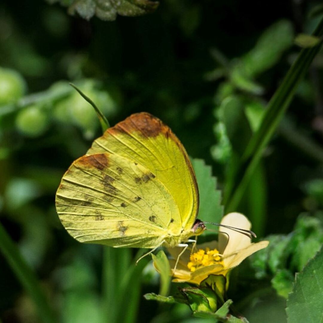 Guided Butterfly Walk