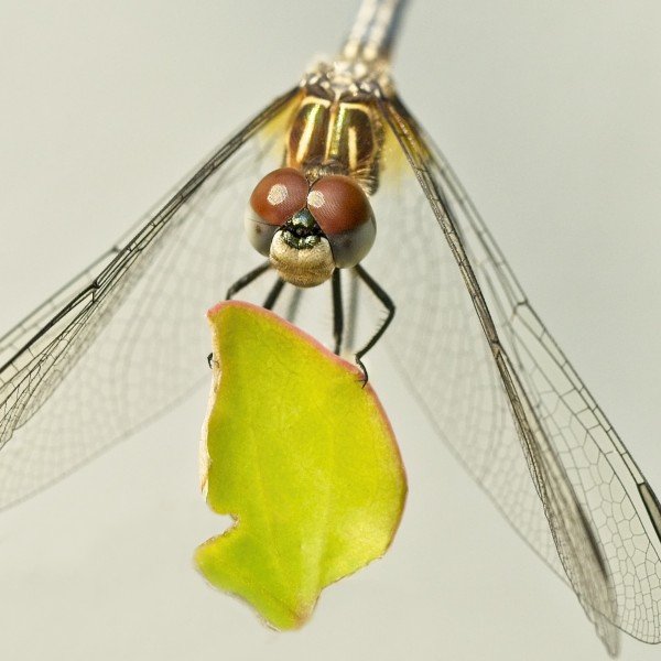 Flamingo Gardens Photo Contest Finalists - Flamingo Gardens & Wildlife