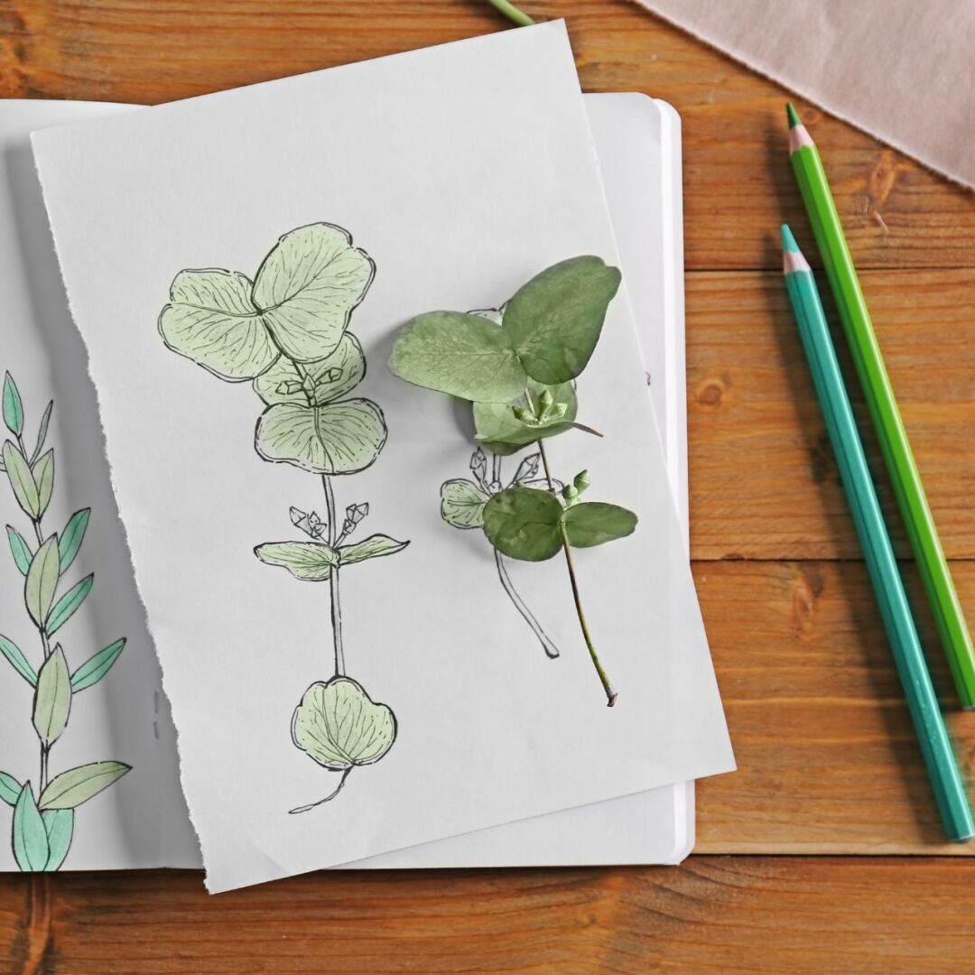 TN112 Drawn to Nature for Teens with Sara Ratza