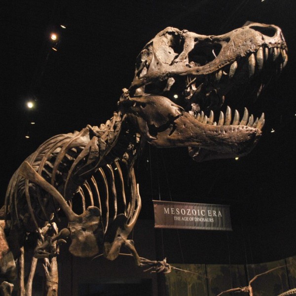 FOSSIL GALLERY