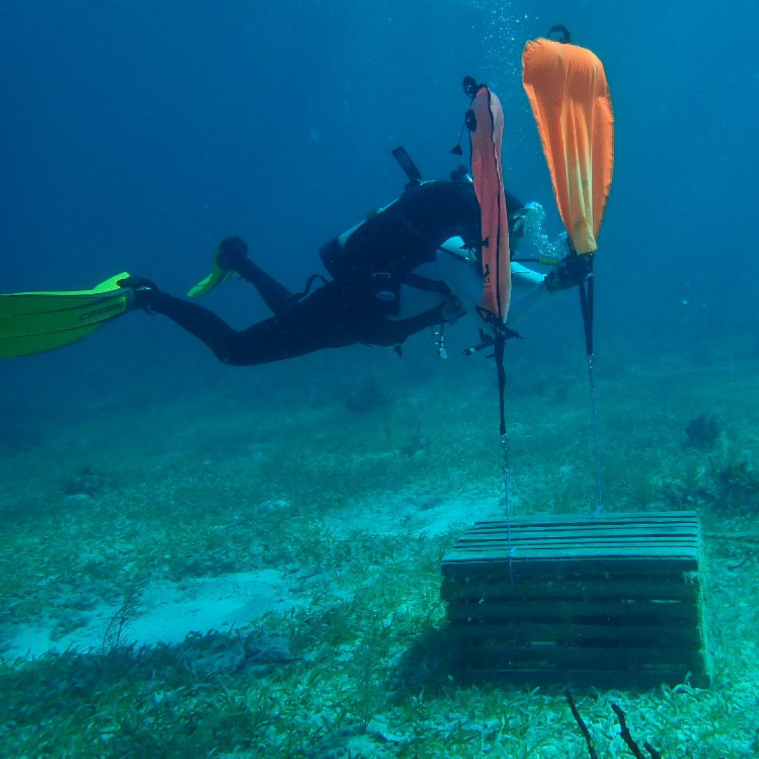 Conservation Workshop Series