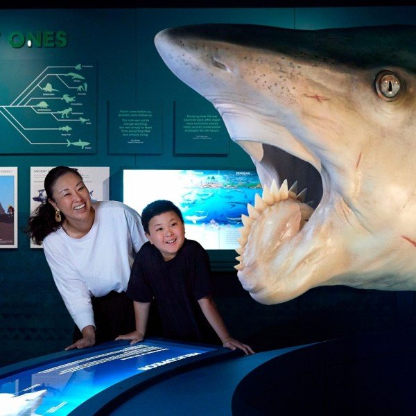 Members-Only Preview: Sharks