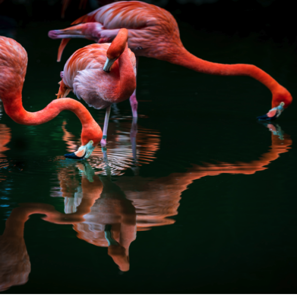 Flamingo Gardens'  November Sunday Concert Series