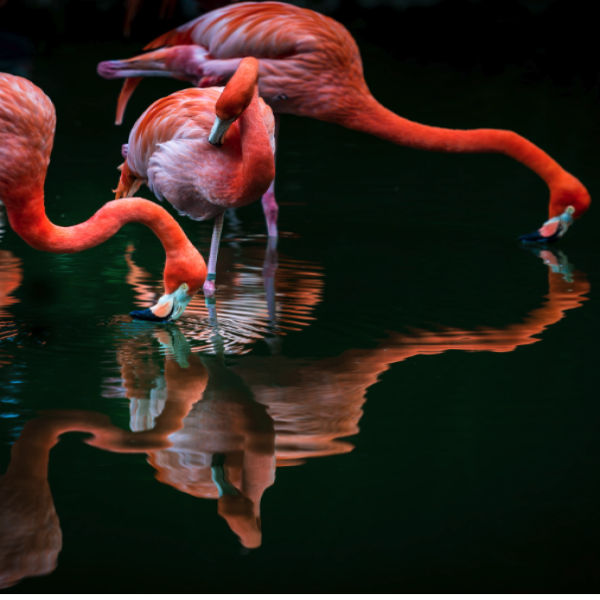 Flamingo Gardens' November Sunday Concert Series