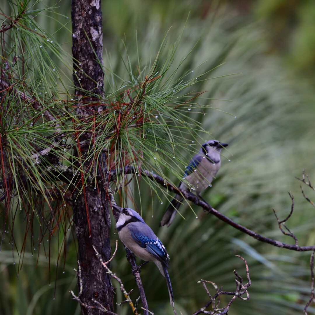 Bird Walk