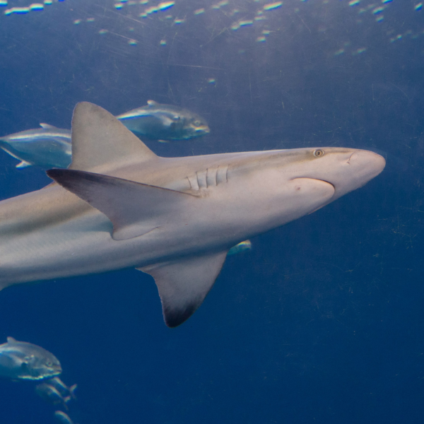 Just for Me: Shark Tagging