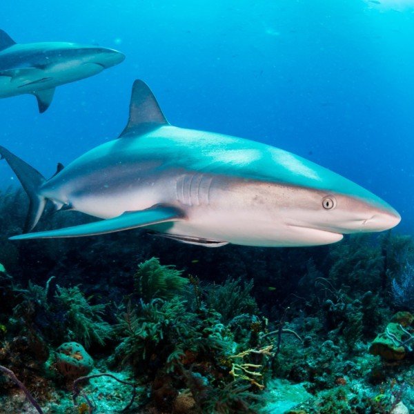 Winter Camp: Jaw-some Sharks!