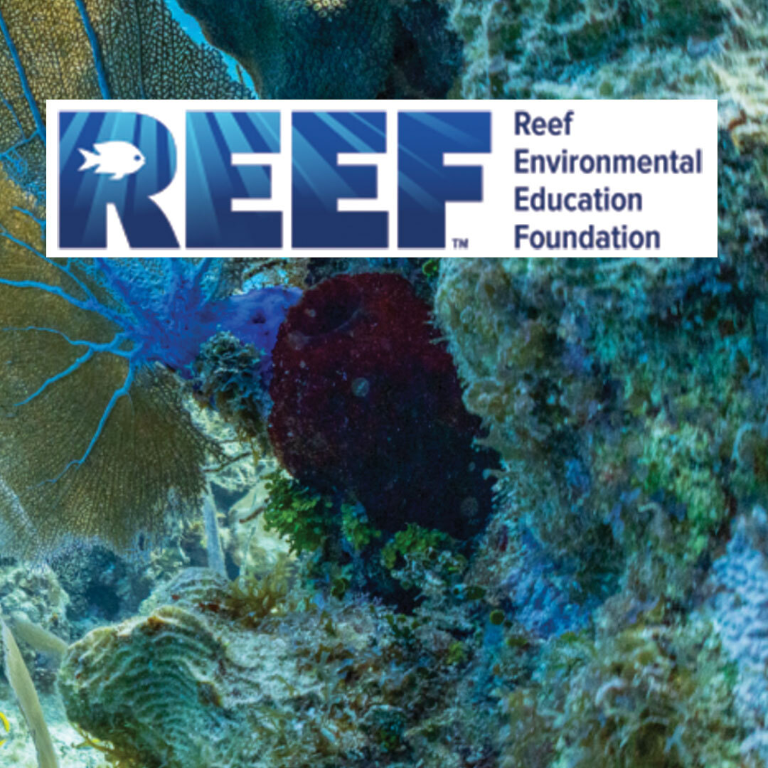 Reef Environmental Education Foundation